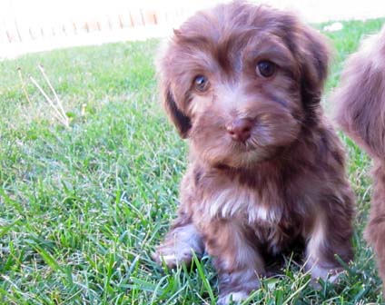 haverneese-puppies-breeder-in-utah